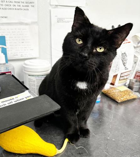 Henri, an adoptable Domestic Short Hair in St. Johnsbury, VT, 05819 | Photo Image 3