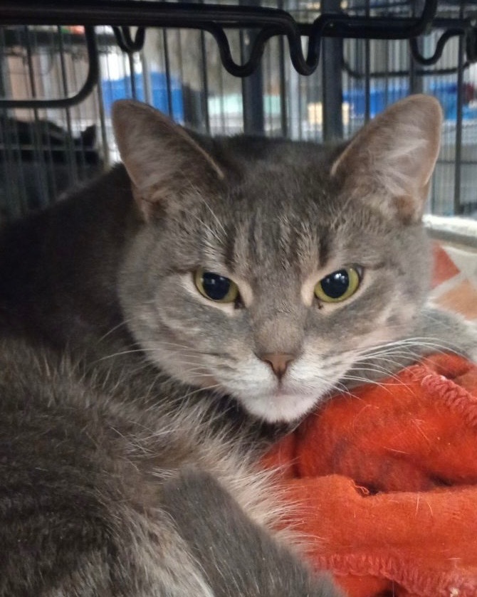 Gramma, an adoptable Domestic Short Hair in Saginaw, MI, 48604 | Photo Image 1