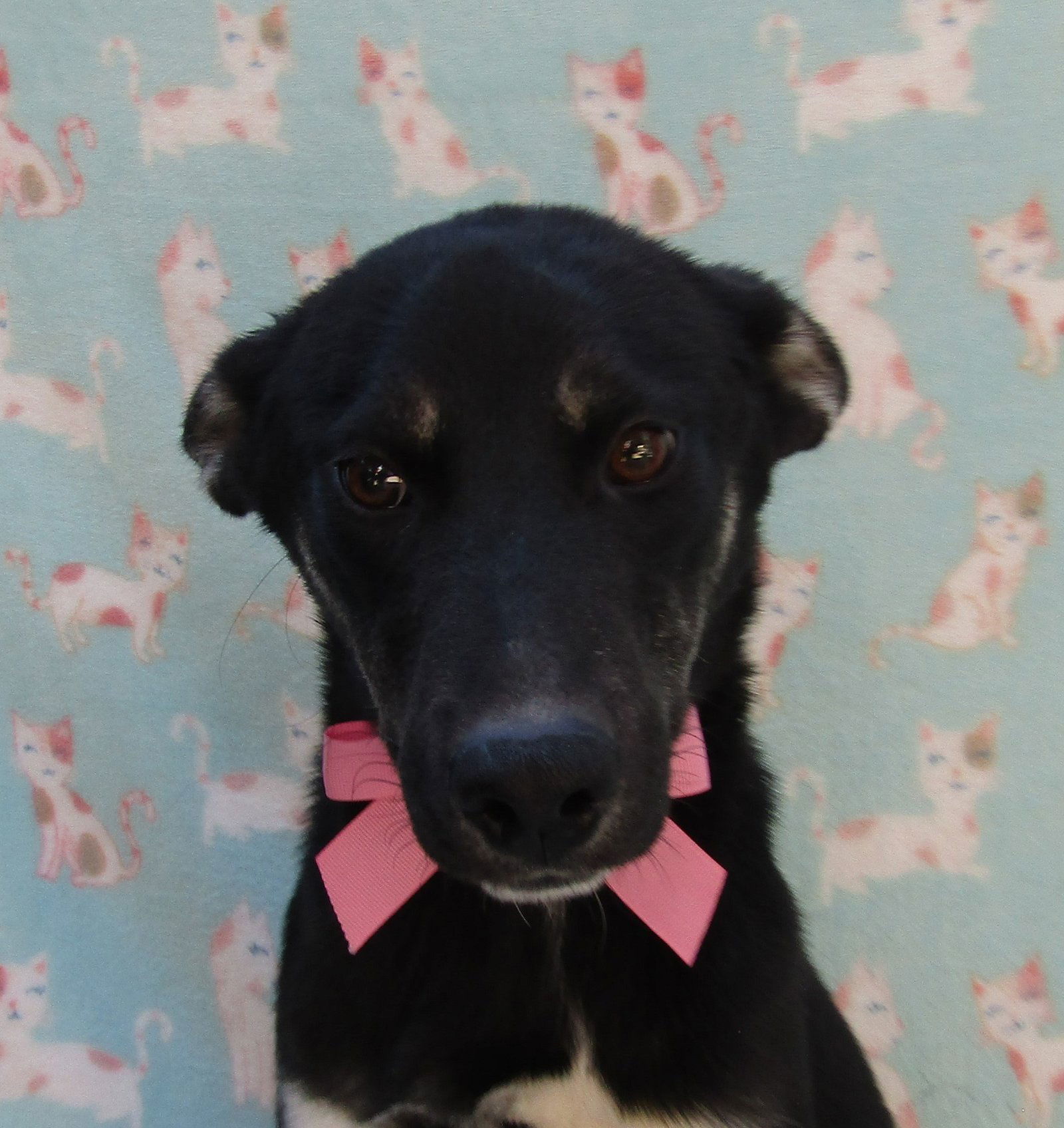 Baby2, an adoptable Spaniel, Labrador Retriever in San Diego, CA, 92116 | Photo Image 1