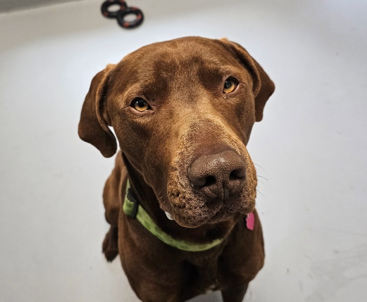 Arnold, an adoptable Mixed Breed in Sultan, WA, 98294 | Photo Image 1