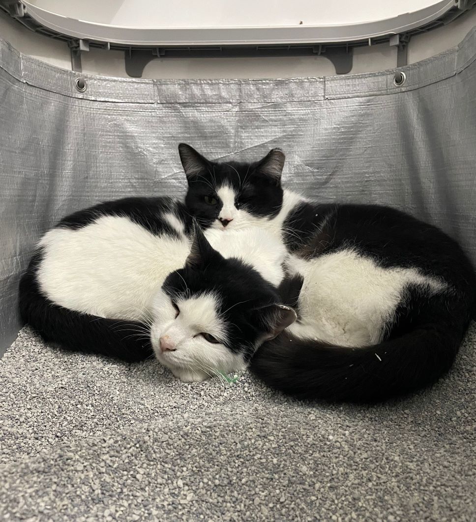 Kuro and Shiro