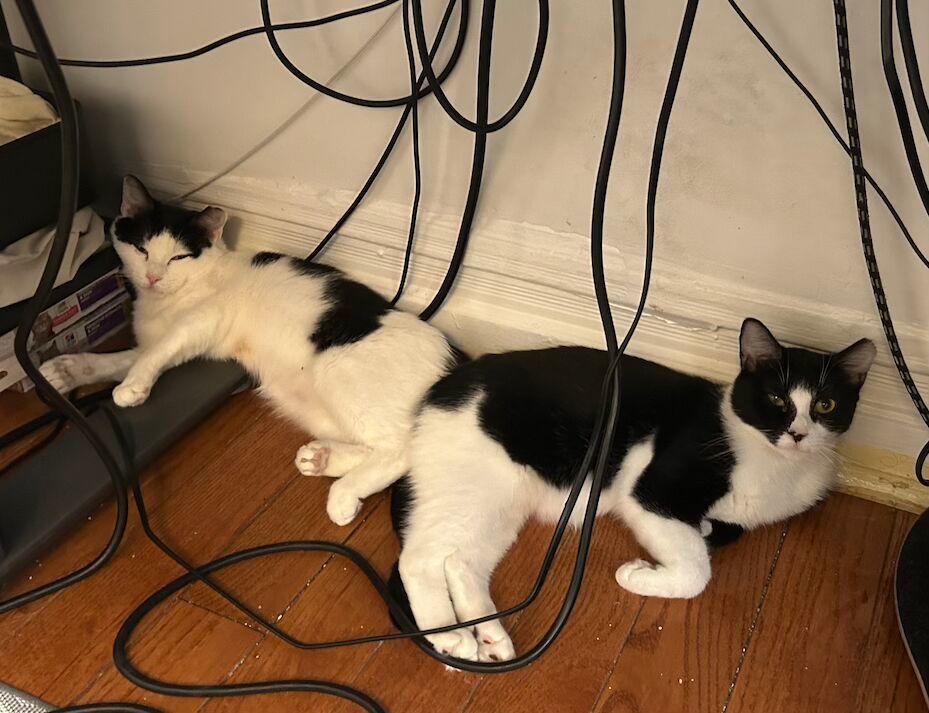 Kuro and Shiro