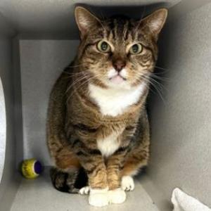 Meet Tiera a beautiful 10-year-old brown and white tabby female cat Tiera is a sweet and gentle so