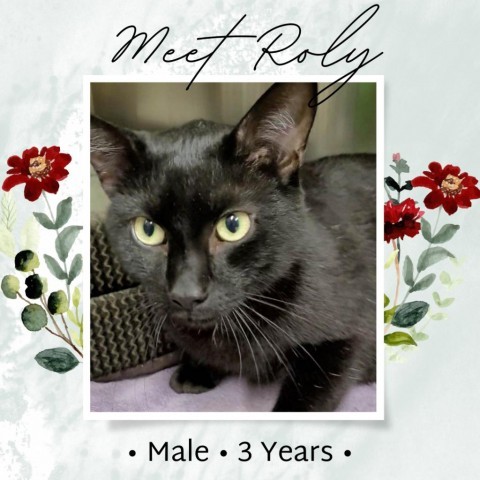 Roly, an adoptable American Shorthair in Starkville, MS, 39760 | Photo Image 1