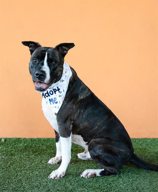 OLLIE, an adoptable American Bulldog, Mixed Breed in Miami, FL, 33122 | Photo Image 1