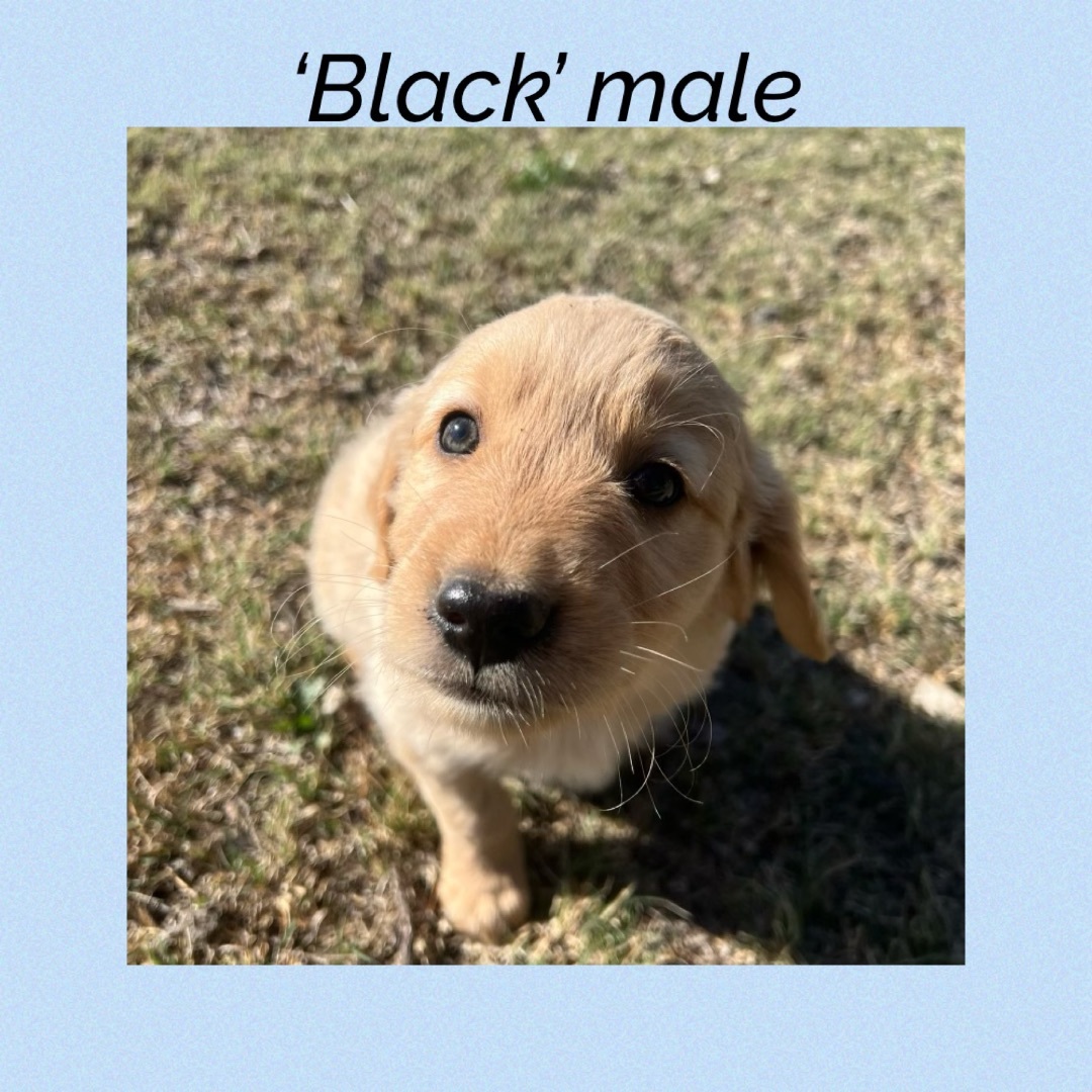 ‘Black’ male