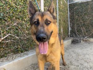 SHAGGY German Shepherd Dog Dog