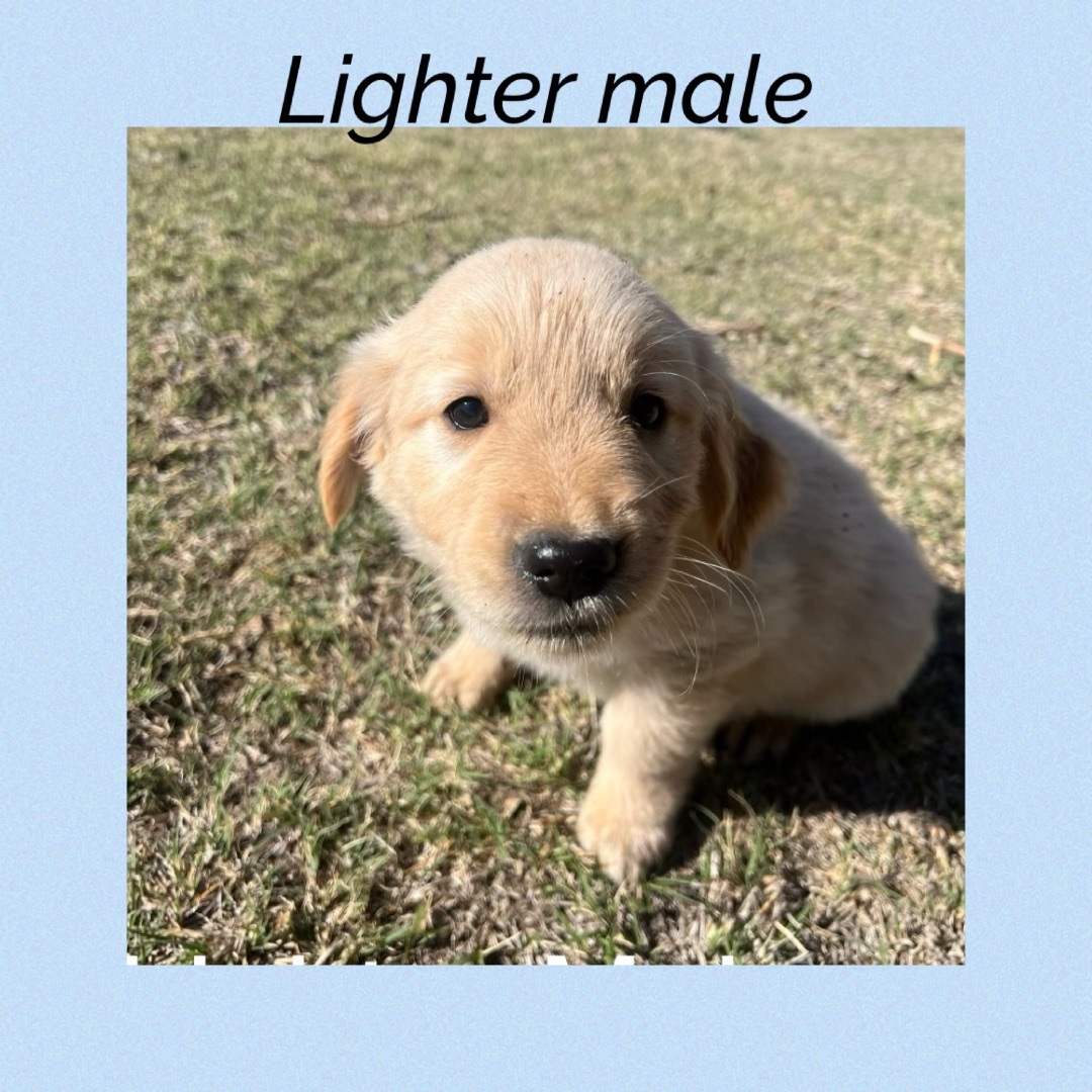 ‘Lighter’ male