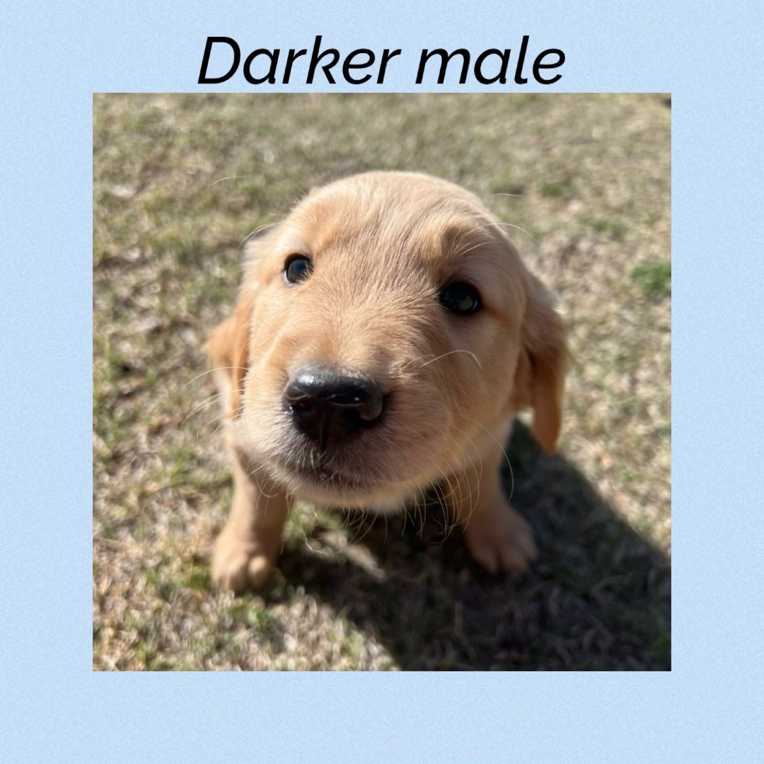 ‘Darker’ male