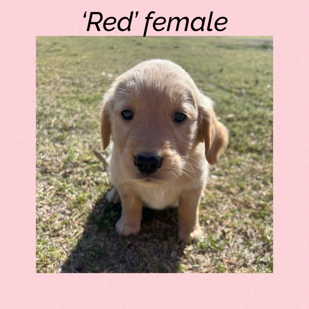 ‘Red’ female