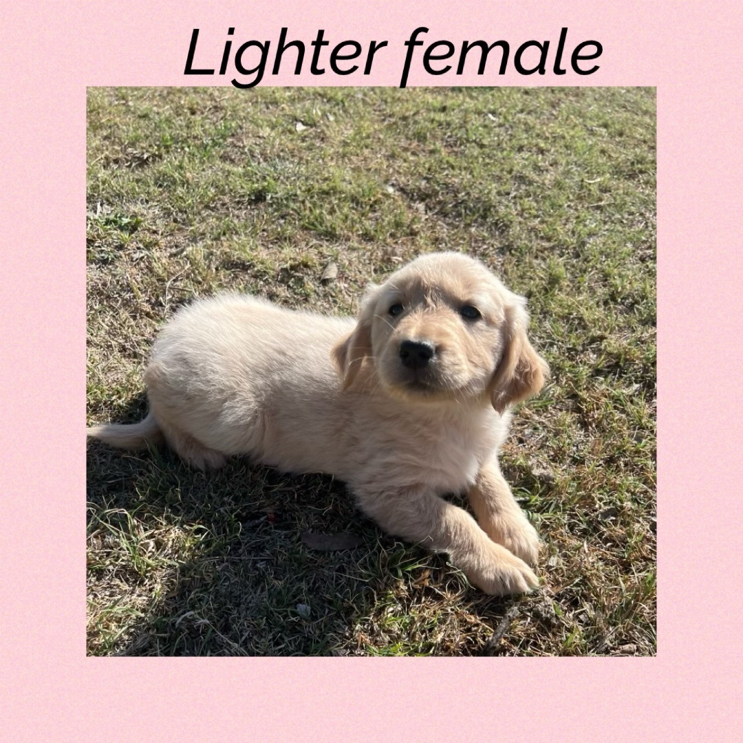 Lighter female
