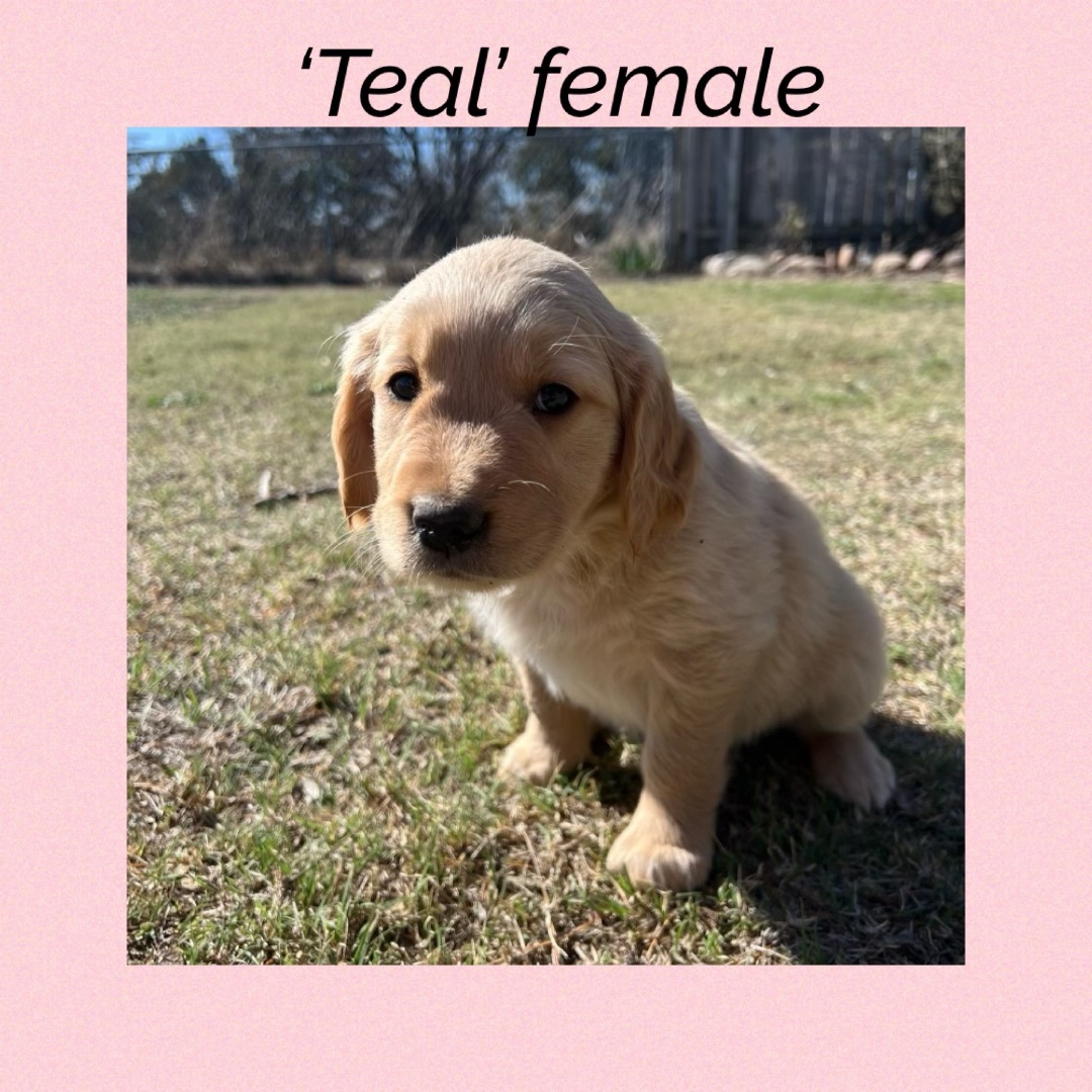 ‘Teal’ female