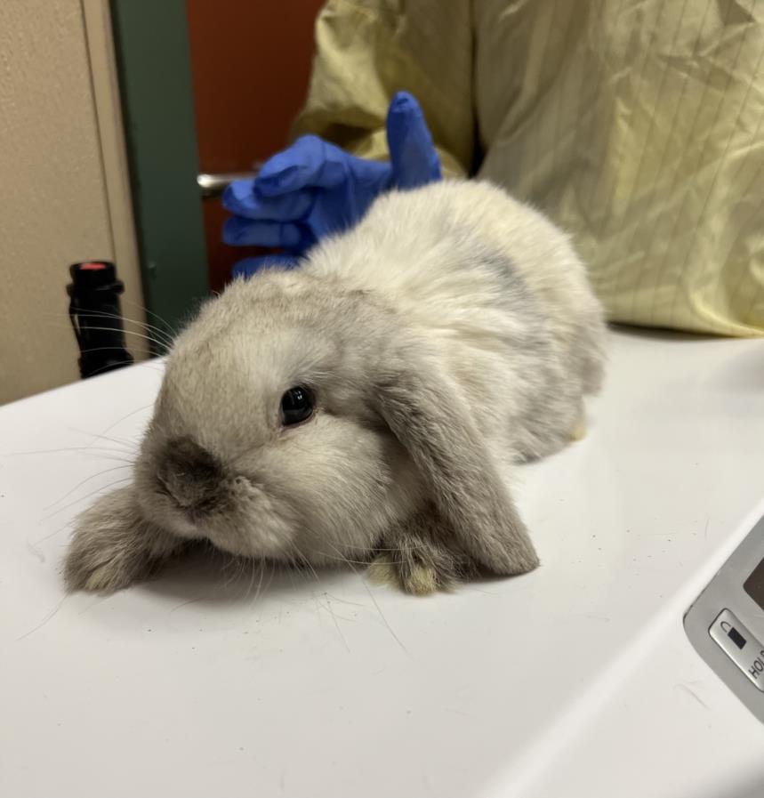 Rabbit for adoption - RABBIT 5, a Bunny Rabbit in Rancho Cucamonga, CA ...