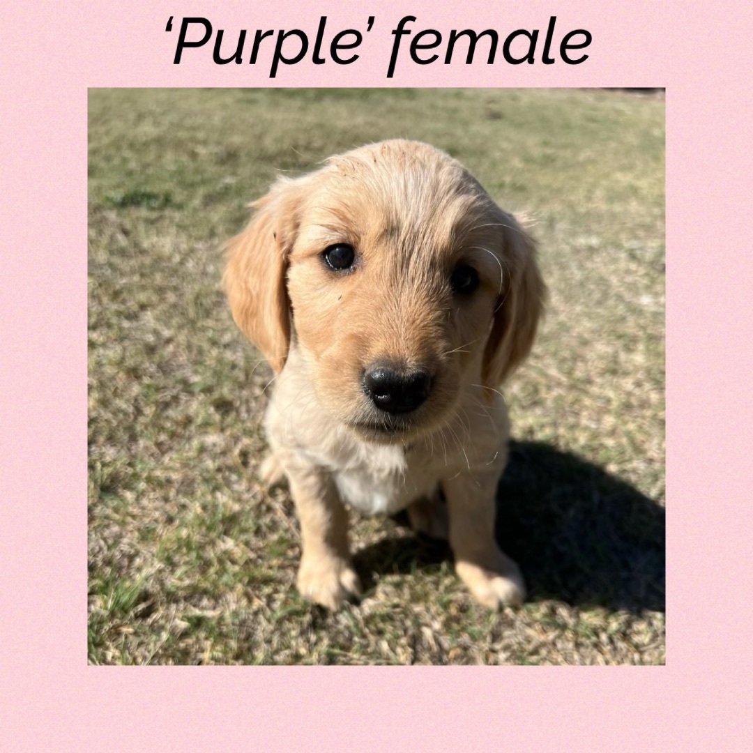 ‘Purple’ female