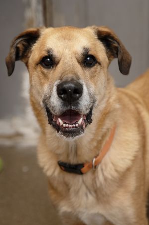 Meet Pete the handsome 6-year-old Boxer Pyrenees mix who comes with an extra special companion - hi