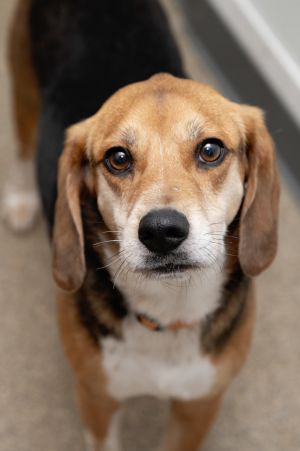 Meet Max the lovable 4-year-old beagle who comes with an extra special bonus - 