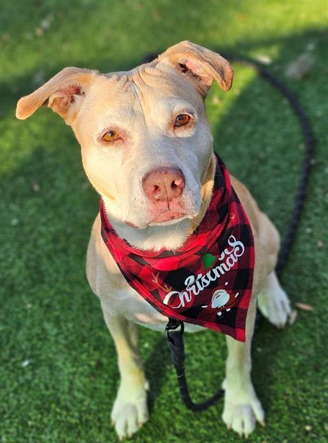 DEBBIE, an adoptable Mixed Breed in Palmetto, FL, 34221 | Photo Image 1