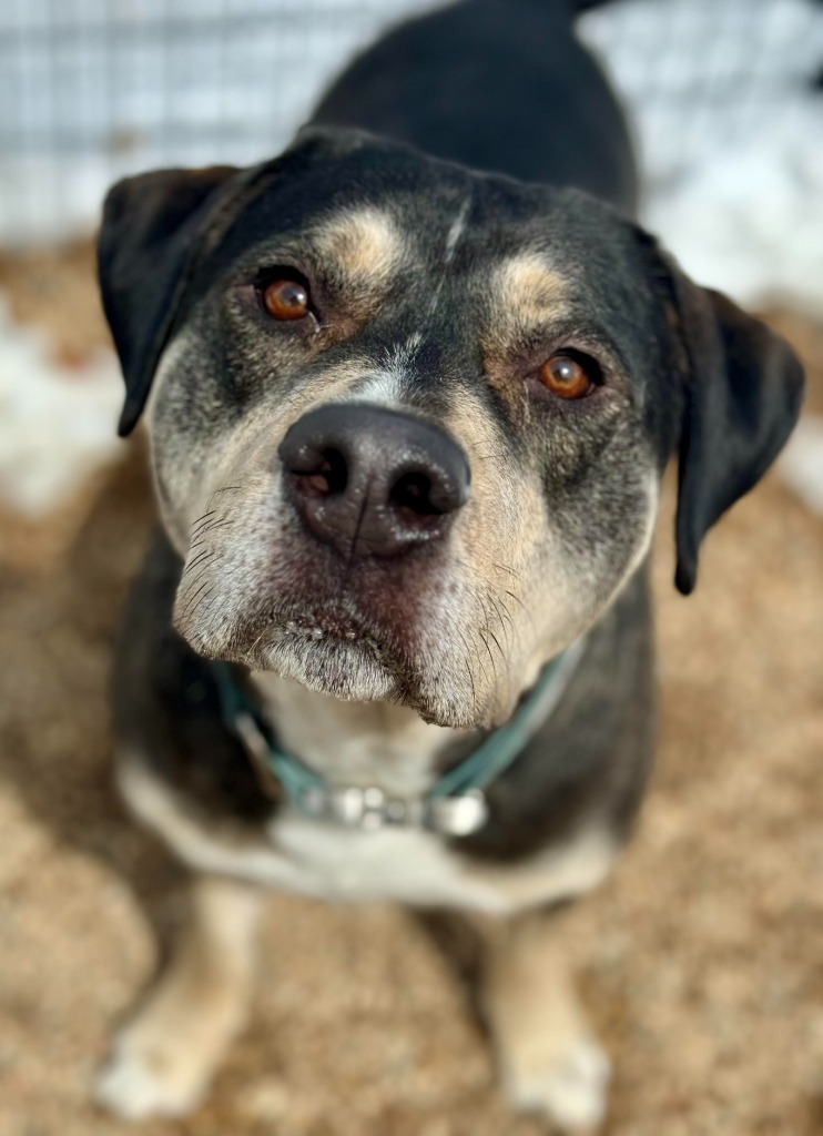 Galaxy, an adoptable Pit Bull Terrier, Mixed Breed in Gillette, WY, 82716 | Photo Image 3