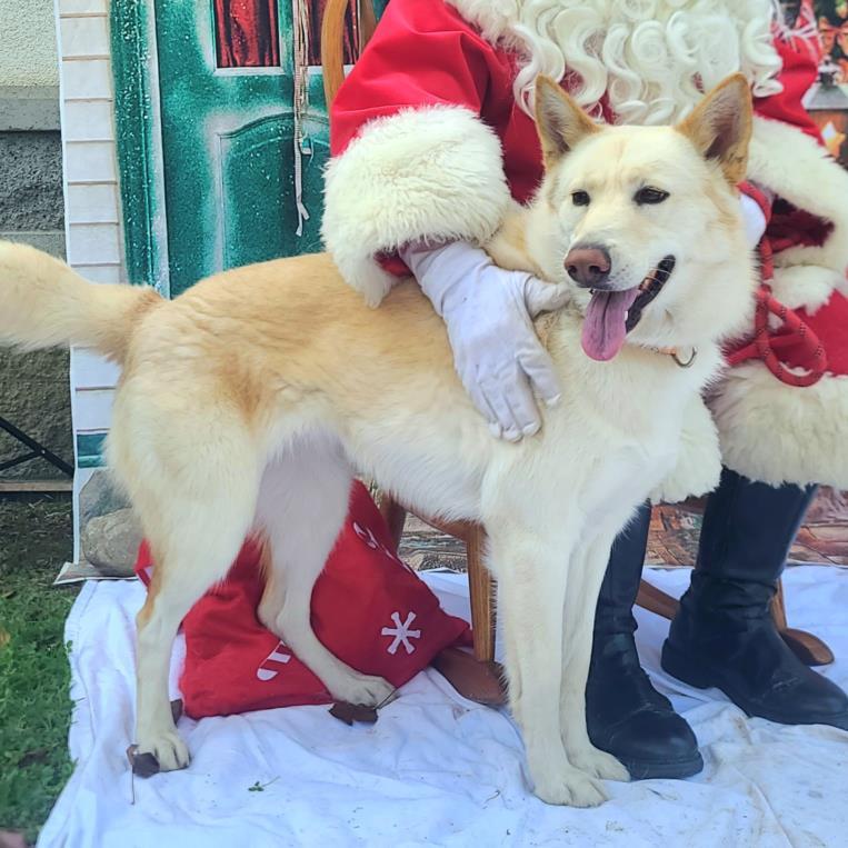 SEDONIA, an adoptable Jindo, Siberian Husky in Long Beach, CA, 90815 | Photo Image 1