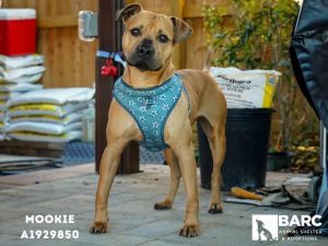 Mookie is a loving and playful guy When hes not busy snuggling with you he enjoys running at the 