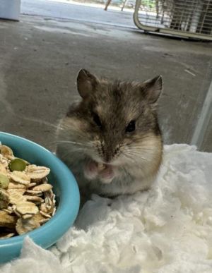 SABLE Hamster Small & Furry