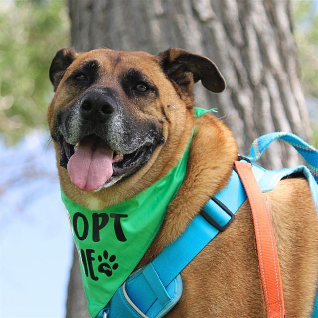 T REX, an adoptable German Shepherd Dog, Mixed Breed in Albuquerque, NM, 87105 | Photo Image 1