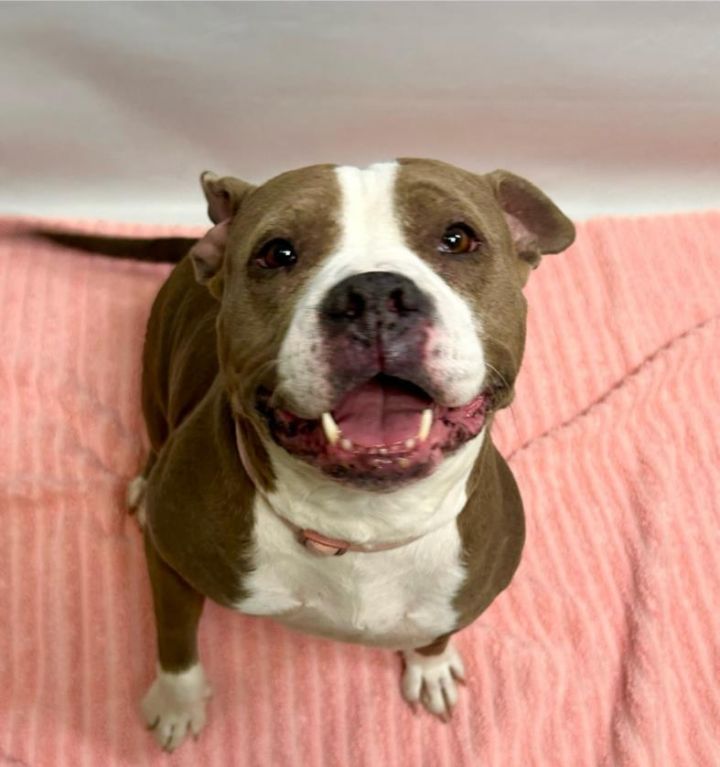 Dog for adoption DOLLFACE a Pit Bull Terrier in Loveland CO