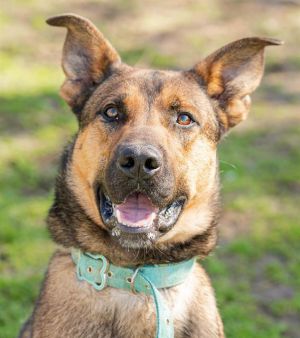 Hi my name is Indio and I would love to meet you I have been at the shelter si