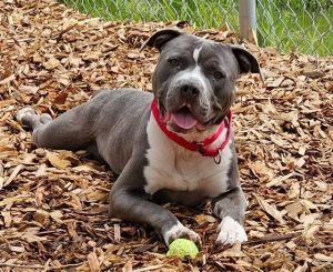Hi my name is Houston and I would love to meet you I have been at the shelter since Mar