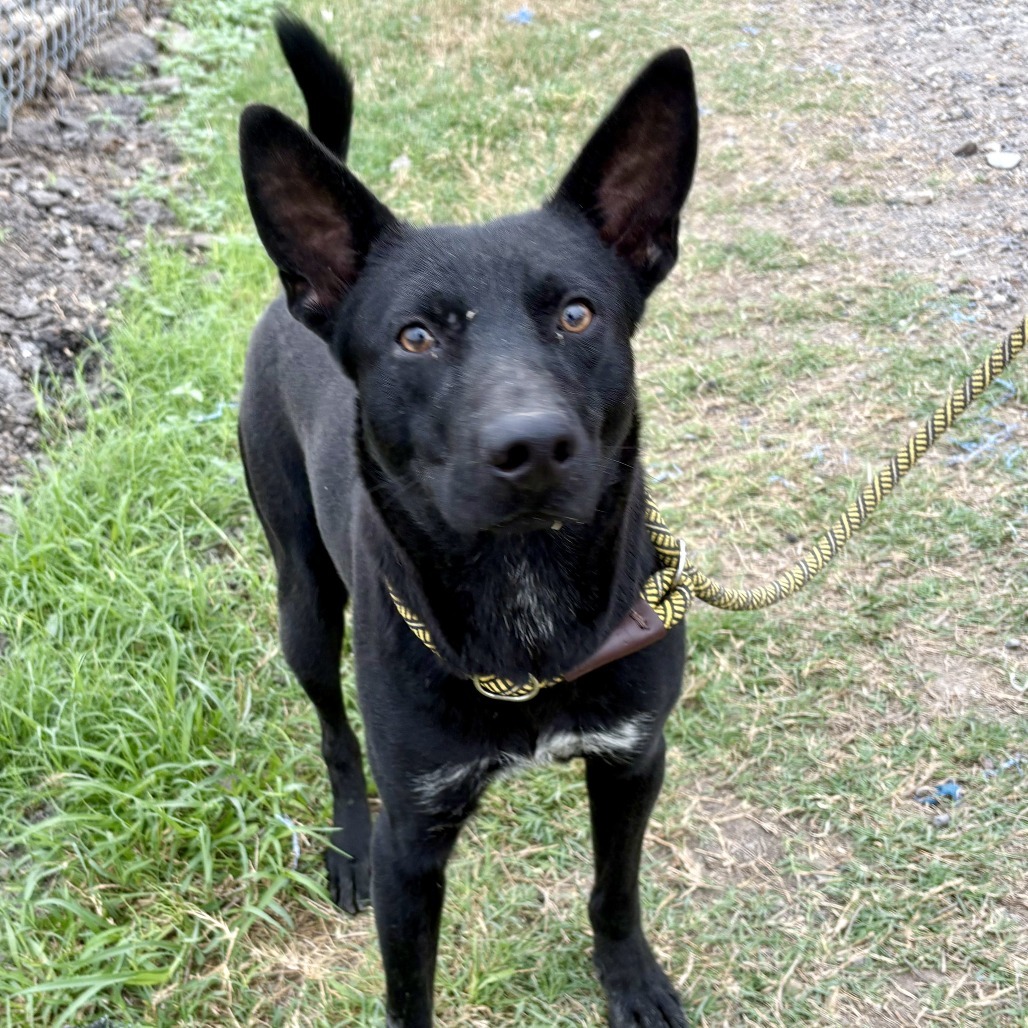 Wafer/0446_2, an adoptable Terrier, Mixed Breed in Harlingen, TX, 78550 | Photo Image 1