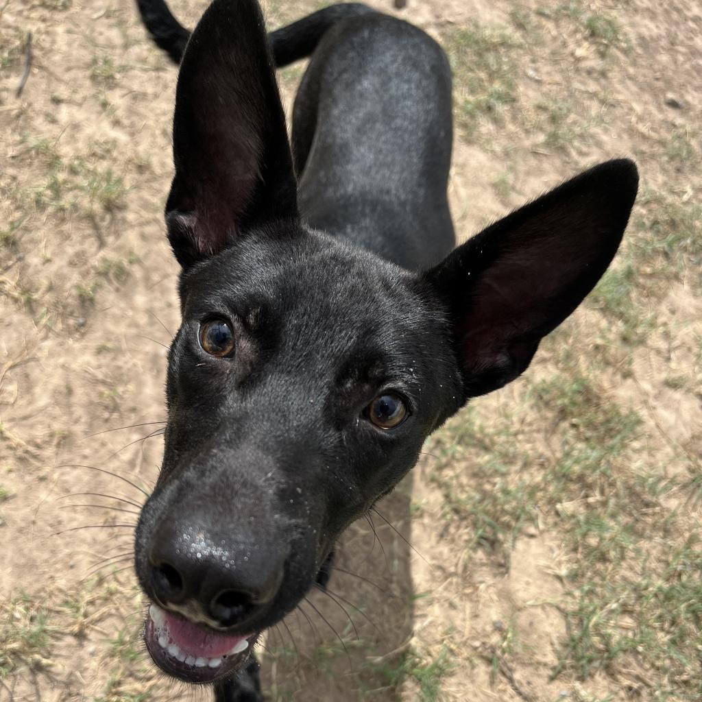 Wafer/0446_2, an adoptable Terrier, Mixed Breed in Harlingen, TX, 78550 | Photo Image 2