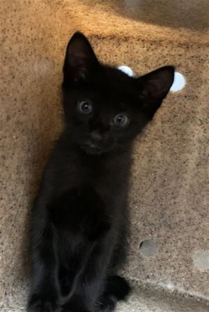 POPPY, Young Female Domestic Short Hair