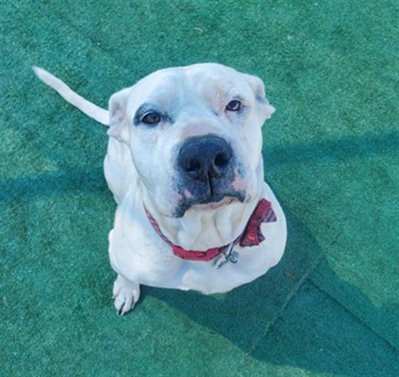ROSIE- IN FOSTER