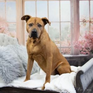 Tony, Adult Male Terrier