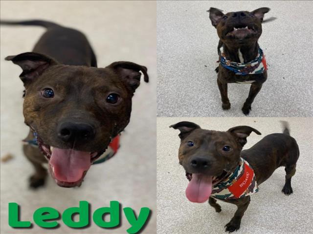 LEDDY, an adoptable Pit Bull Terrier in Saginaw, MI, 48602 | Photo Image 1