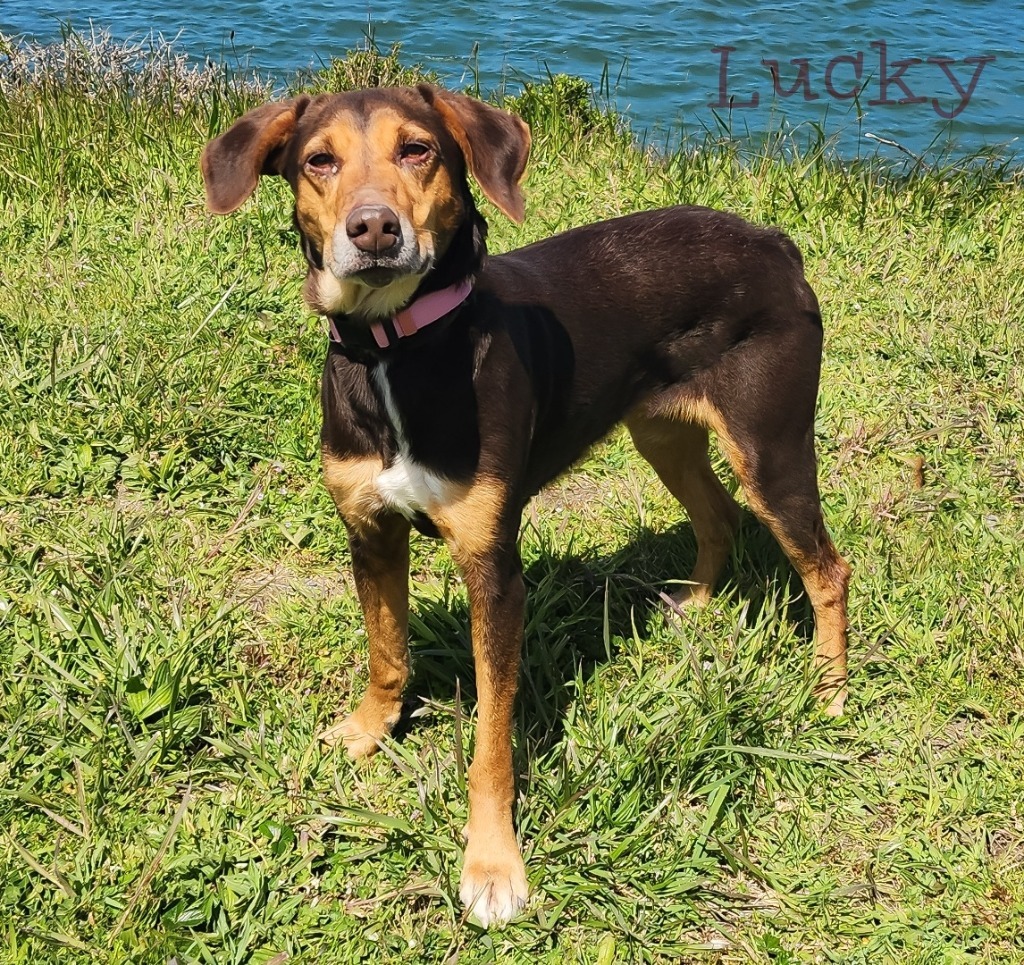 Lucky, an adoptable Hound, Coonhound in Gold Beach, OR, 97444 | Photo Image 1
