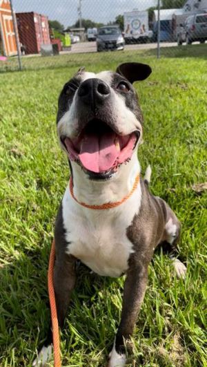 ROSE, Adult Female Staffordshire Bull Terrier