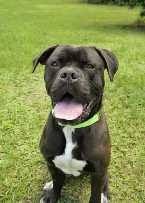 Silly name great dog John Cema is a 4-year-old mixed breed Hes a big slobbering goofball Enough