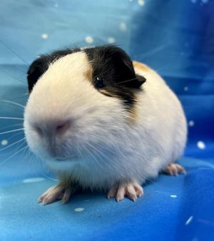 Go Fish This piggy cutie cant wait to find his forever home hopefully one with lots of snacks and