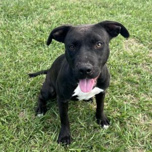 Sprite is a cute friendly and loyal dog who is overflowing with love and is sure to bring a smile