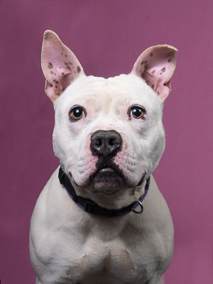 Brutus - AVAILABLE BY APPOINTMENT 2
