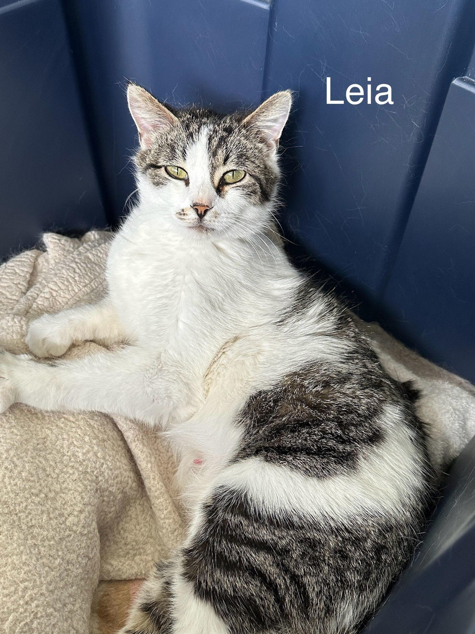 Leia, an adoptable Domestic Medium Hair in Steinbach, MB, R5G 2B2 | Photo Image 1