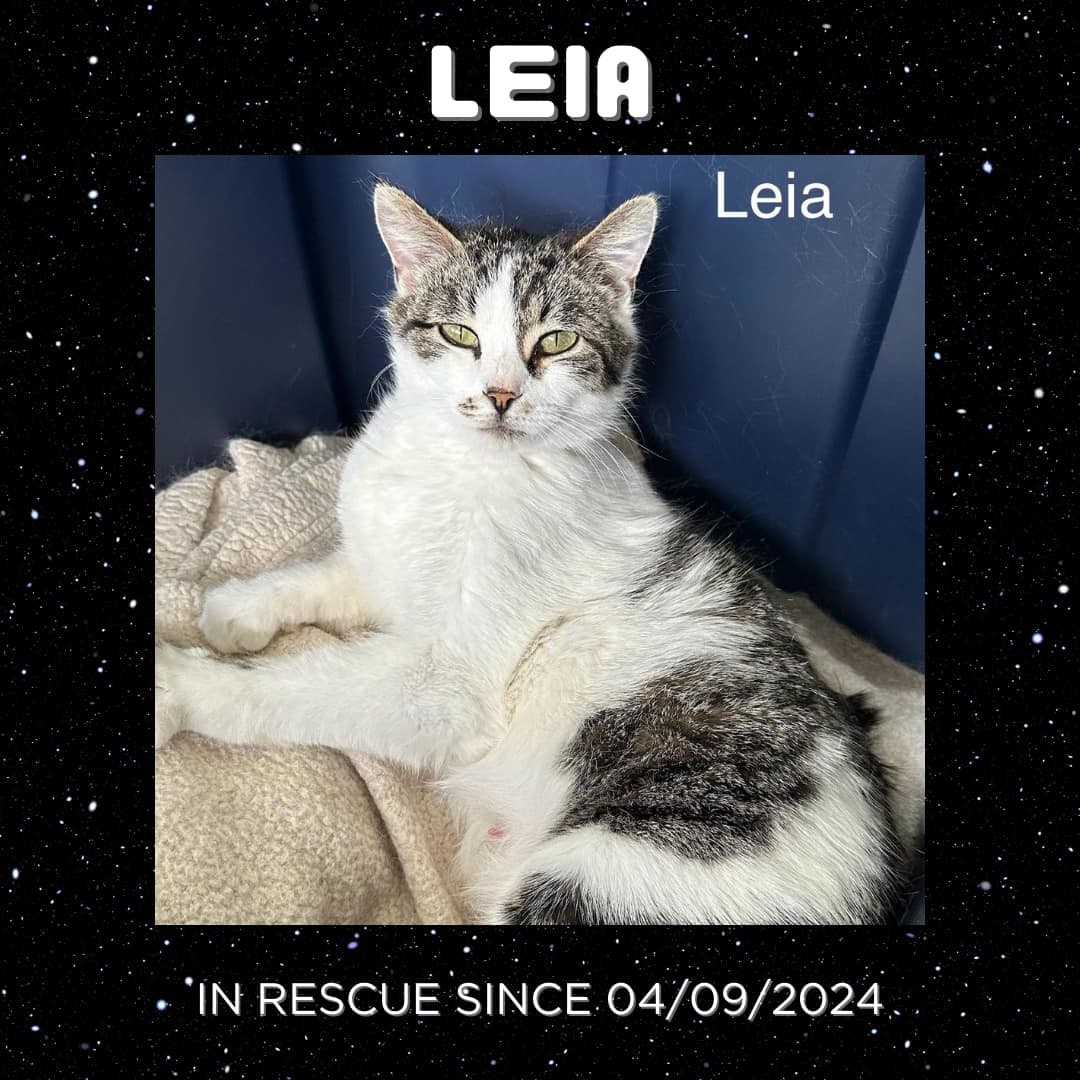 Leia, an adoptable Domestic Medium Hair in Steinbach, MB, R5G 2B2 | Photo Image 4