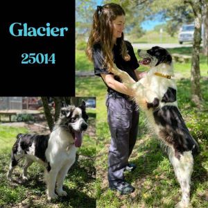 This incredibly handsome boy is Glacier He is a 2 year old Pyrenees  Aussie mix Apparently he doe