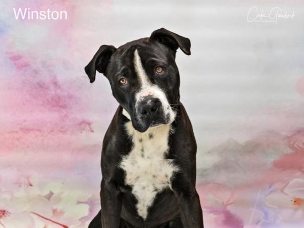 WINSTON, an adoptable Mixed Breed in Santa Fe, NM, 87507 | Photo Image 1