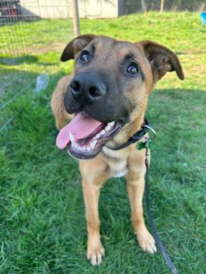 Animal Profile Ronnie is an 8-month-old 43lb Shepherd mix that joined us from 