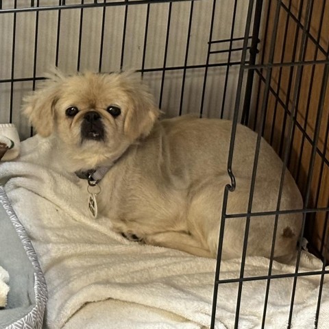 Pichu, an adoptable Pekingese in Normal, IL, 61761 | Photo Image 1