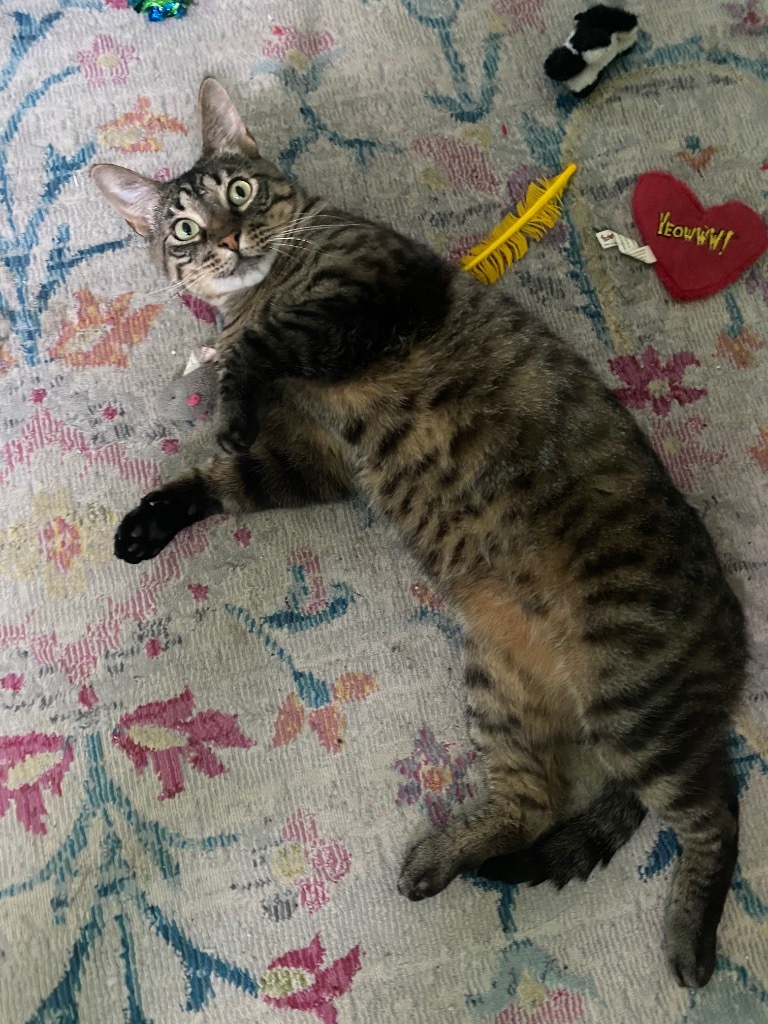 Cat for adoption Corbin, a Domestic Short Hair Mix in New Orleans, LA