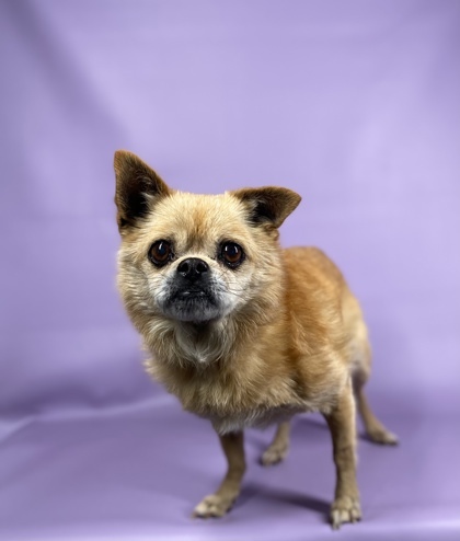 Charles, an adoptable Pekingese, Mixed Breed in Morton Grove, IL, 60053 | Photo Image 2