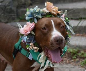 Meet Butterfinger This beautiful pitbull terrier mix is an absolute joy She has incredibly soft f